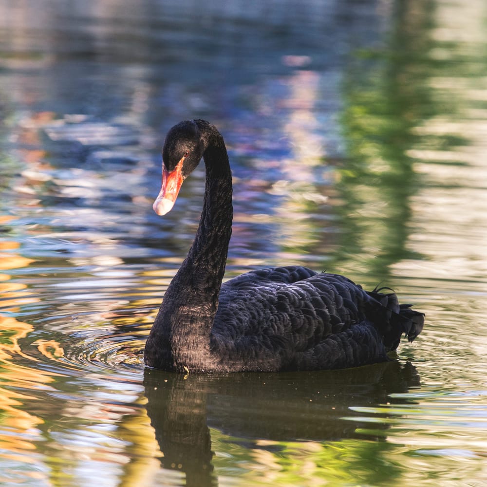 Swans in the spotlight: A tale of light and dark post image