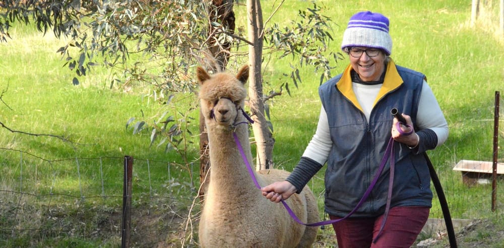 PICTURES: Wrapped up in alpaca farming post image