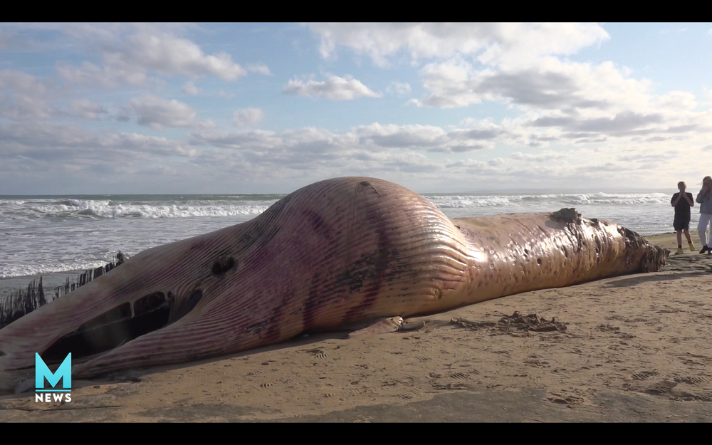 A whale carcass proves a curious attraction at Ocean Grove post image