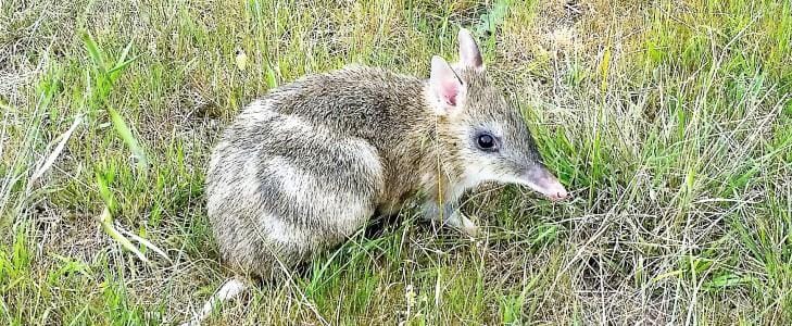 Dry conditions push endangered bandicoot closer to extinction post image