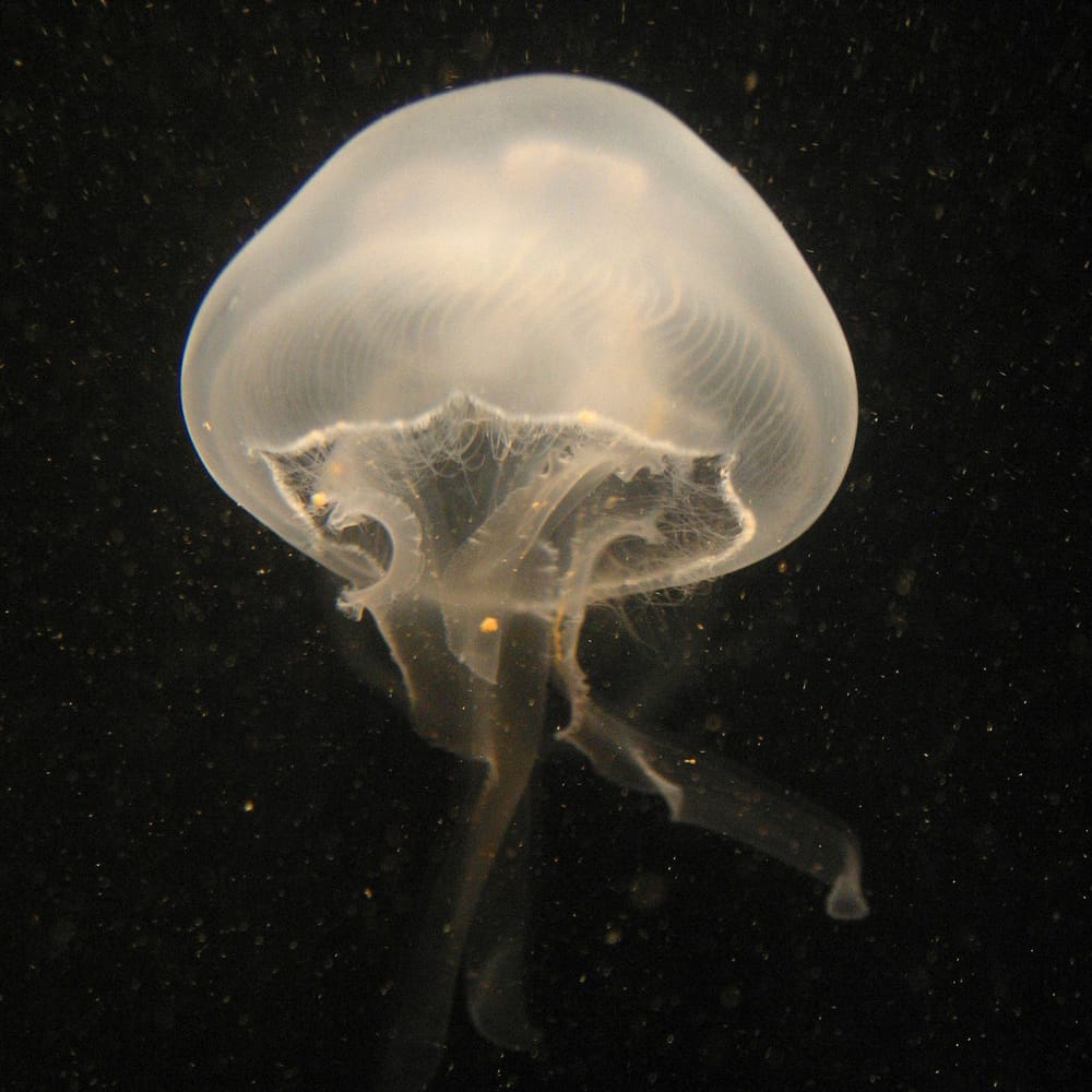 Jellyfish chips: A snack with crunch post image