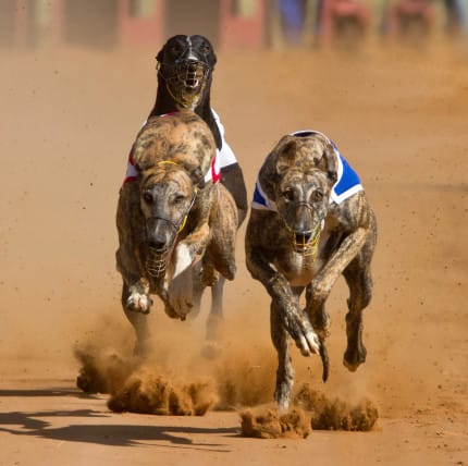 Australia falling behind on animal welfare standards post image