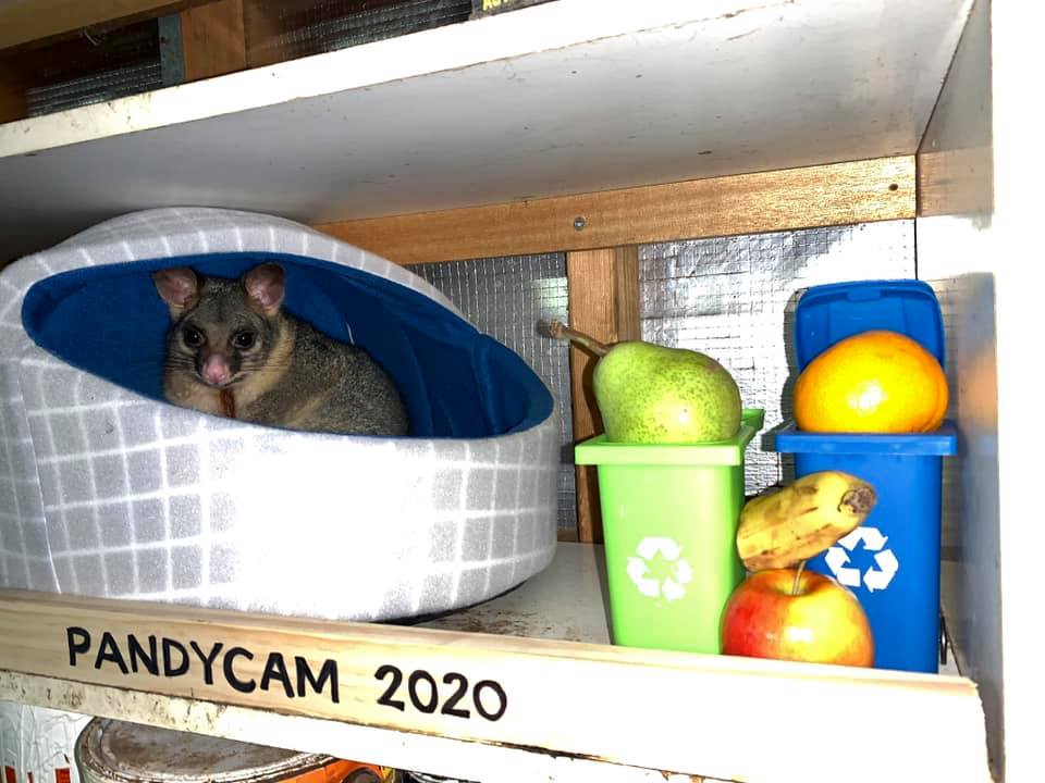 Hello Possum: Native animal amasses social media following post image