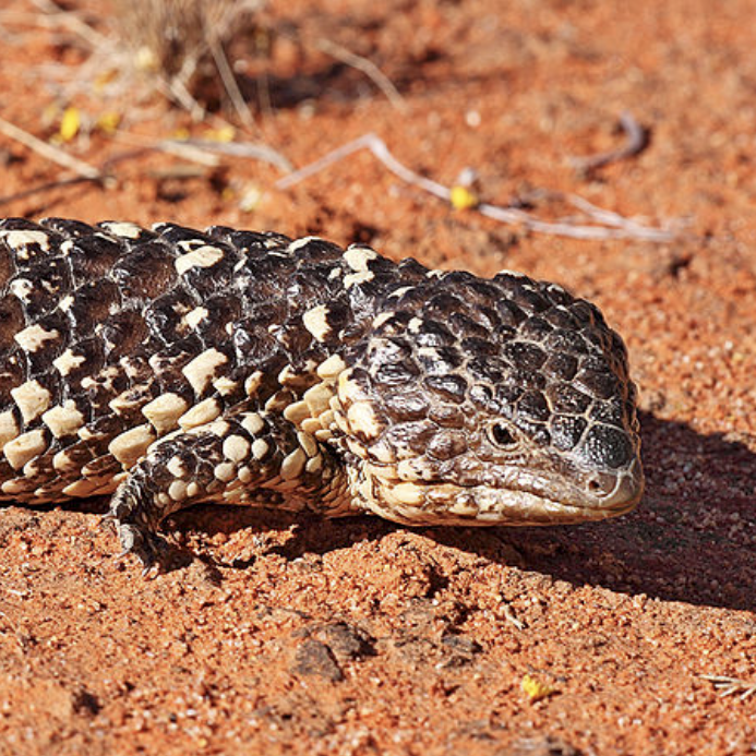 Sleepy lizard provides a key to planning for the impact of climate change on animals post image