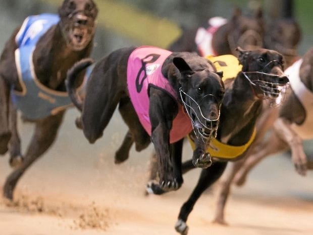 Australia’s deadliest state for greyhounds post image