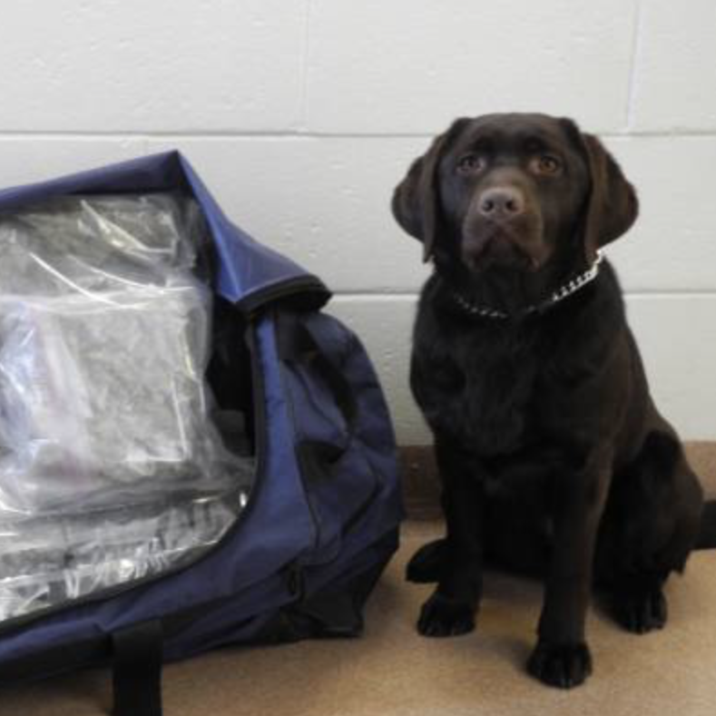 Police sniffer dogs largely ineffective, experts say post image