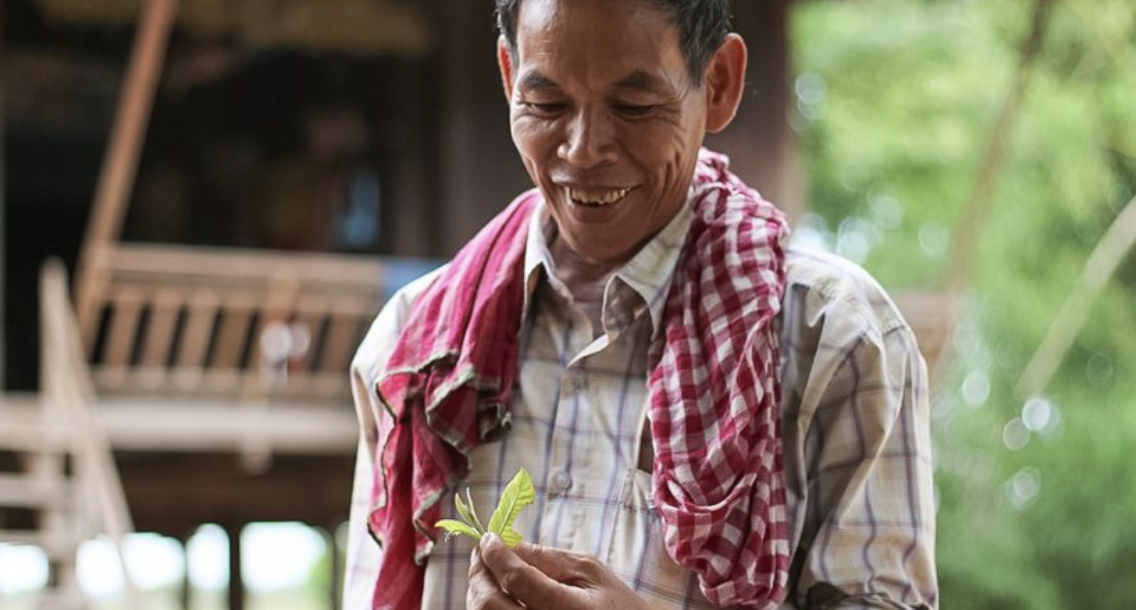 Natural remedies take a sting as Cambodians look west post image