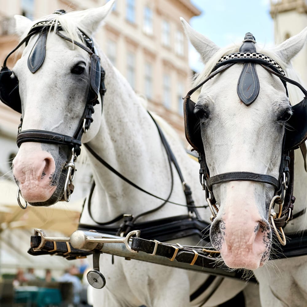 Questions raised over regulation of Melbourne's horse-drawn carriages post image