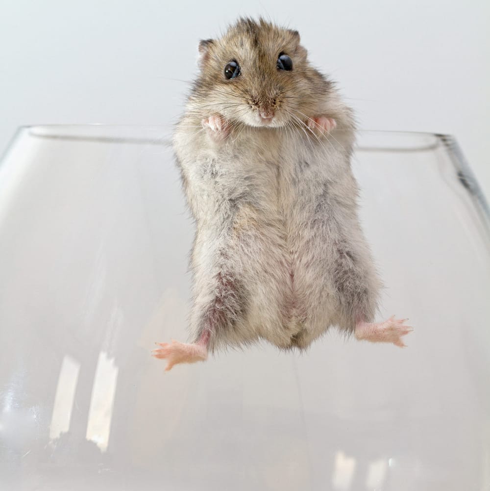 Drunk mice wake hangover free, but medicos wary of alcohol 'antidote' post image