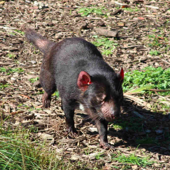 Possums, devils and frogs: Saving our endangered species post image