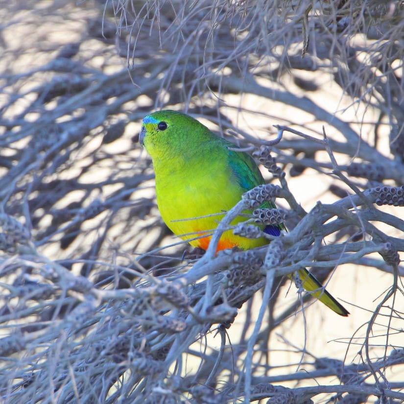 The fight for survival: creating a future for the orange-bellied parrot post image
