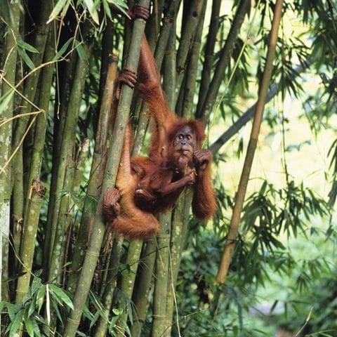 Major companies falling behind in the fight against unsustainable palm oil post image