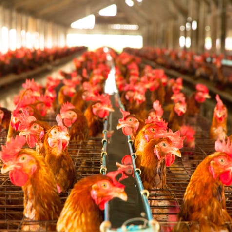 Free range: What's in a name? post image