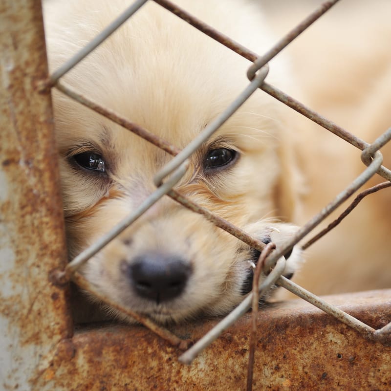 Dog owner's anger at puppy farm post image