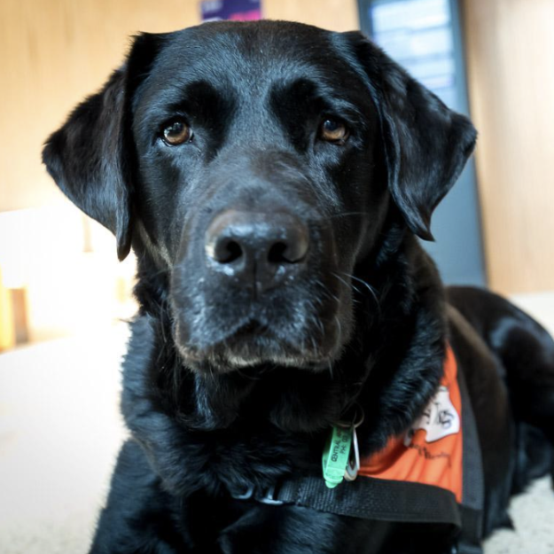 Monash research goes to the dogs – and students reap the benefits post image