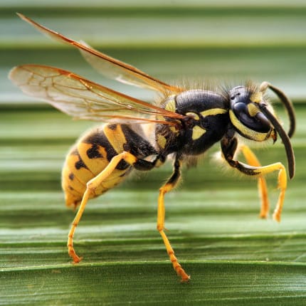 Victoria stung by record numbers of European wasps post image