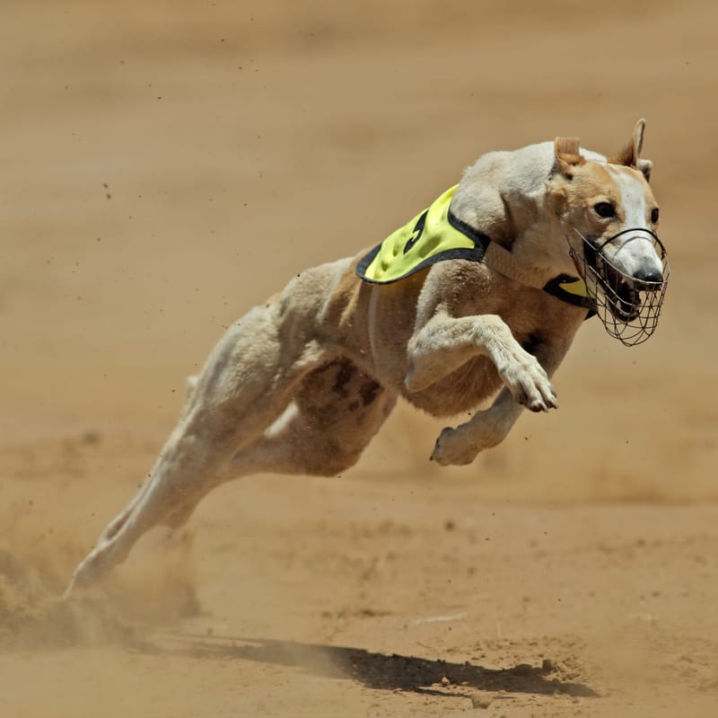 Paws and effect: Victorian greyhound racing in the wake of the live baiting scandal post image