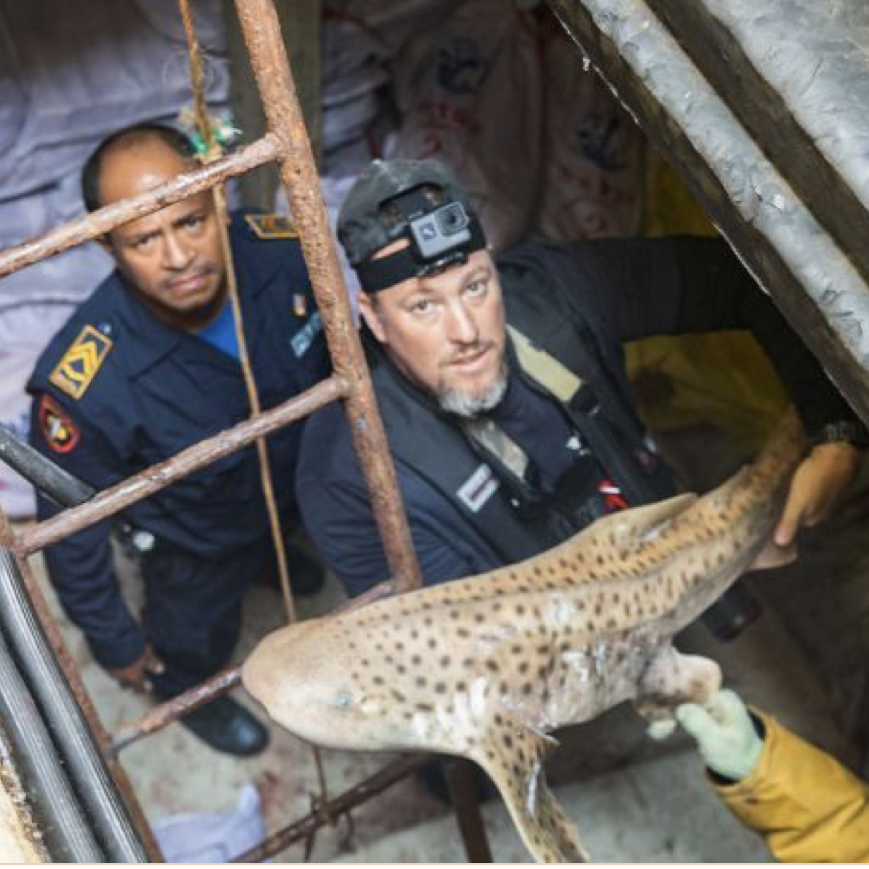 Poaching pain: Fears of secret government deals in mass illegal shark fishing post image