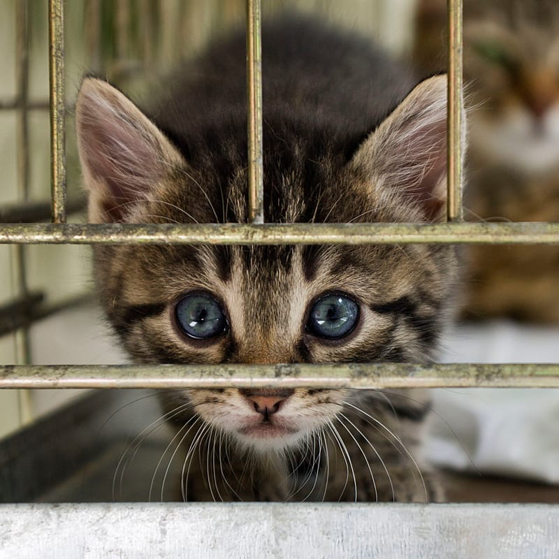 International students face 'pet discrimination' post image