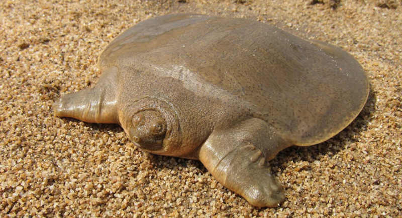 Cambodian turtle breeding program could save species post image