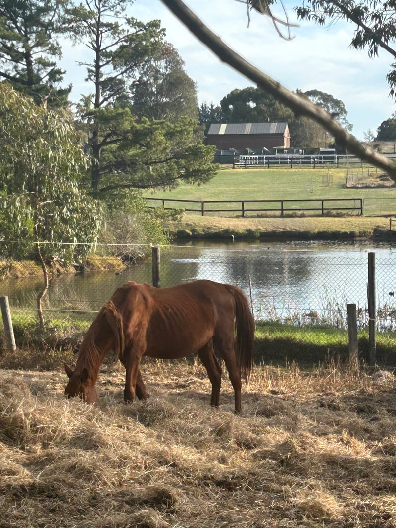 No support for horse owner under RSPCA watch post image