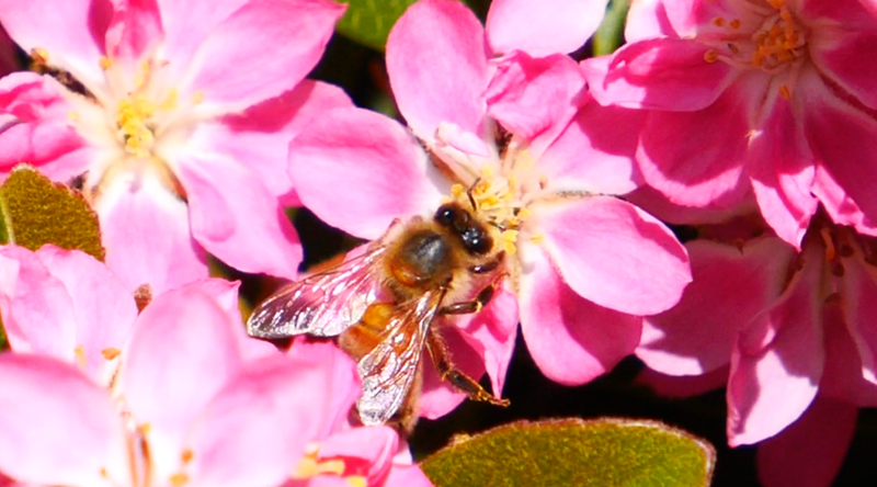 MOJO Docs: Saving the Bees post image