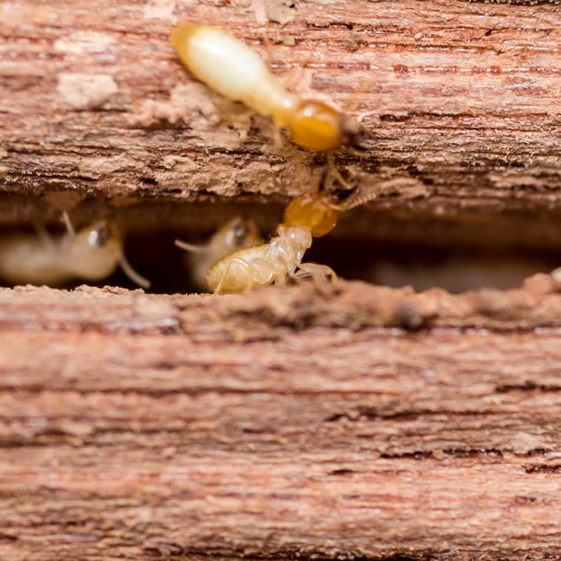 'How is this possible?' Parents fuming after termite-damaged school denied mobile classrooms post image
