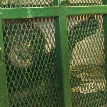 Chimpanzee plaintiffs: the next social justice movement post image