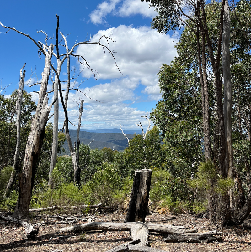Fresh calls to axe native-forest logging amid viable solutions post image
