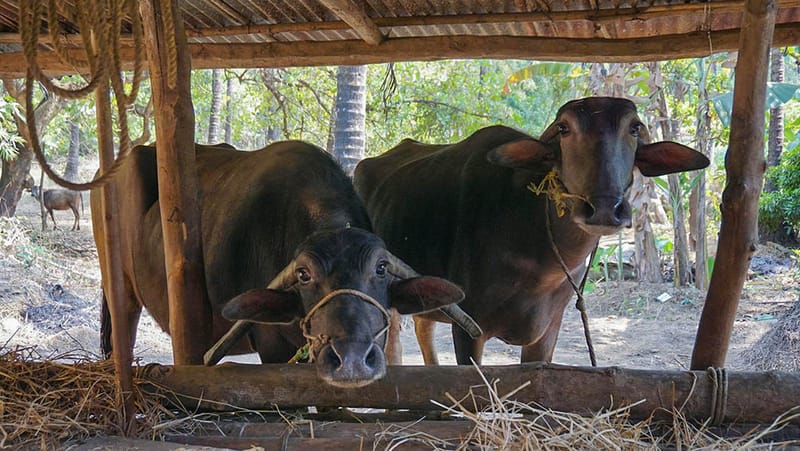Gippsland's large animal vet shortage post image