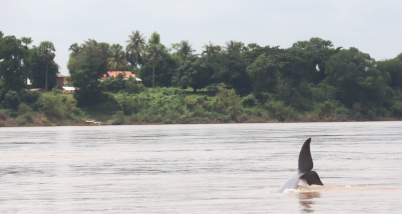 Cambodia’s Mekong river dolphins face threat of extinction post image