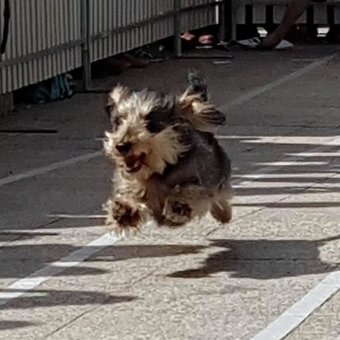 The race that stopped Melbourne: Run, wieners, run post image