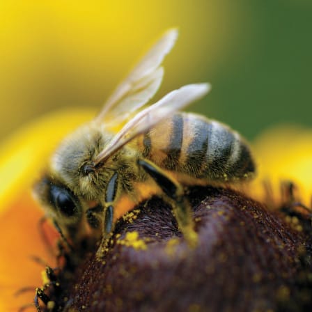Urban bees need all the help we can give post image