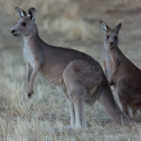 Icon or pest? Activists clash with government over kangaroo ‘threat’ post image
