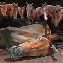 Two sides to a thoroughbred horror show post image