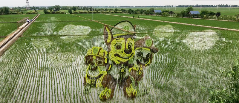 MOJO Docs: Rice Paddy Art a major drawcard to provincial China post image
