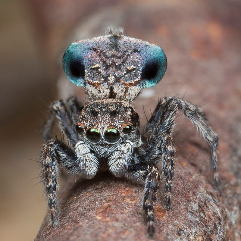 From pretty to painful: Seven bizarre new creatures post image