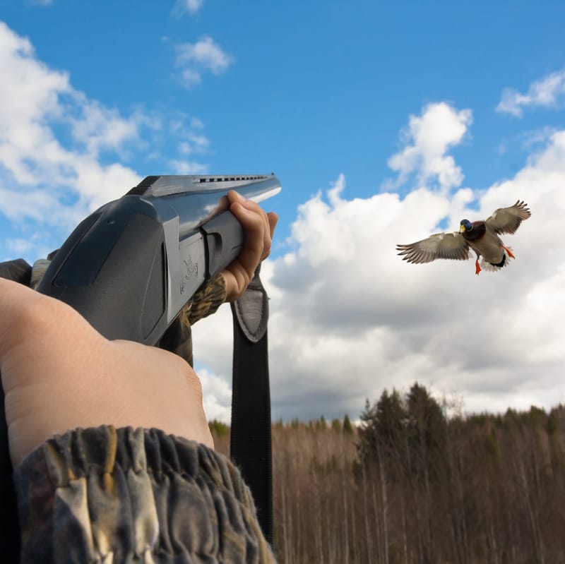 Bentleigh candidate profile: Naren Chellappah, Animal Justice Party post image