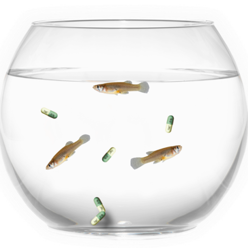 Chilled-out fish: antidepressants in waterways have toxic effect on animal behaviour post image