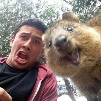 Quokka selfies: tourism boon or conservation doom? post image