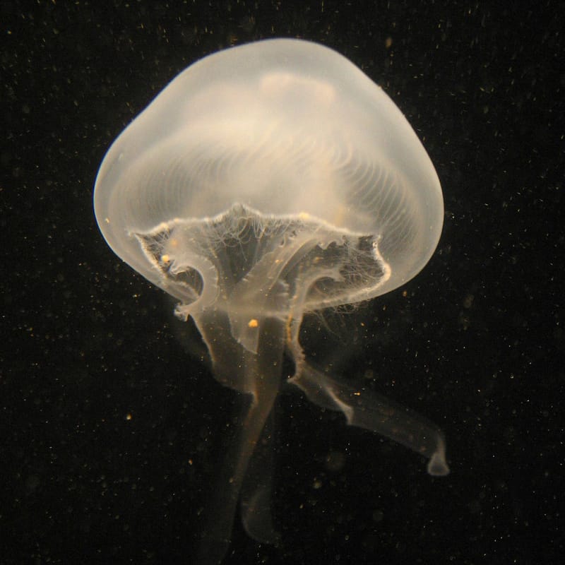 Jellyfish chips: A snack with crunch post image