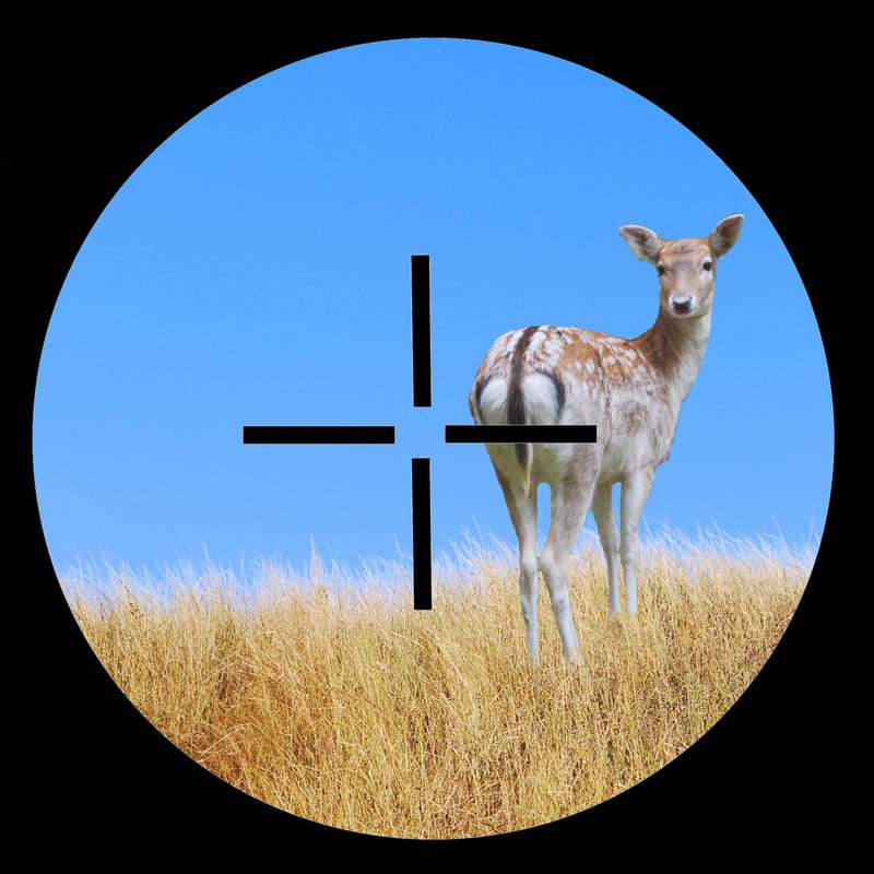 Feral deer control: better research will ‘turn the tables’ experts say post image