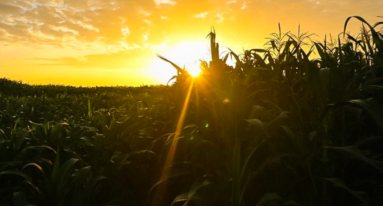 Cambodian corn farms go GMO post image