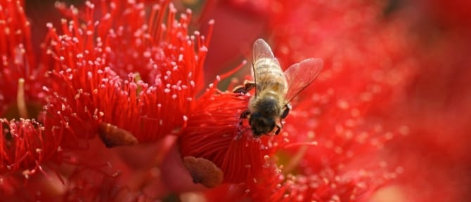 Sweet and sour: Honey bees face uncertain future post image