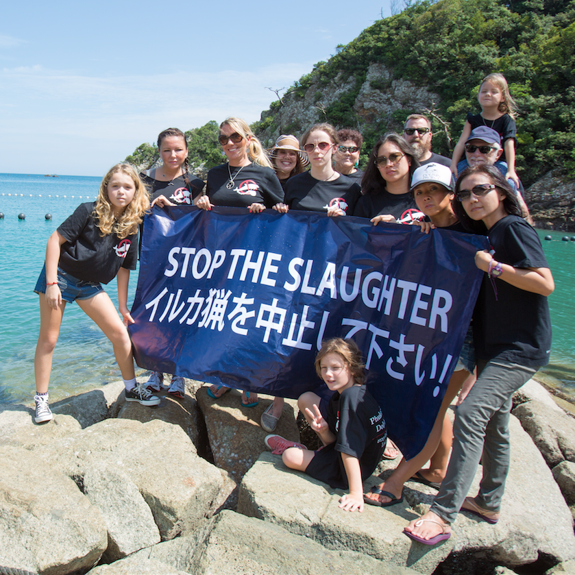 Thanks but no tanks: why you should say no to dolphin shows post image