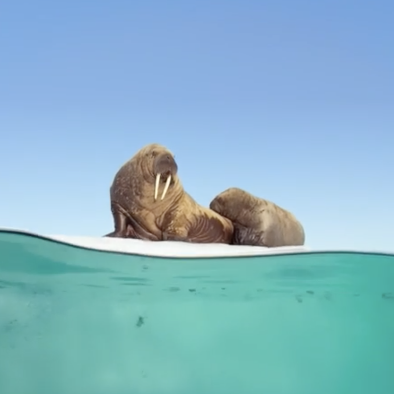 Oceans 3D: A visual and musical treat post image