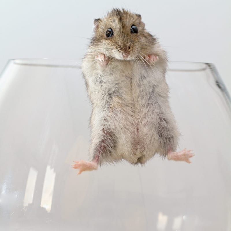 Drunk mice wake hangover free, but medicos wary of alcohol 'antidote' post image