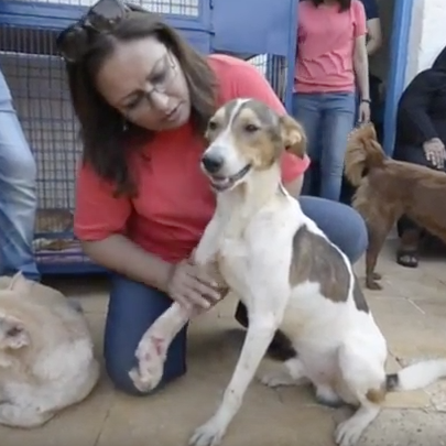 Death always close for Cairo's street dogs post image