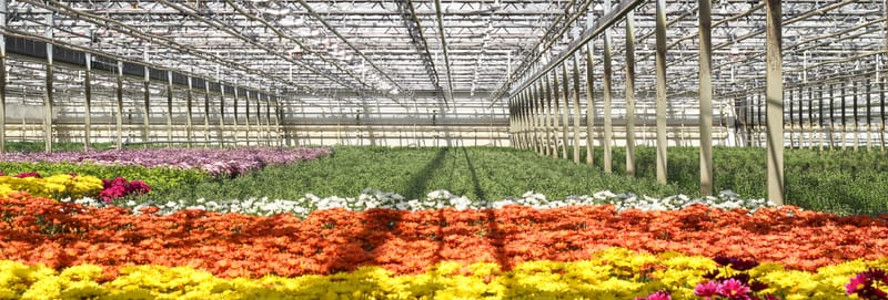 Business is blooming for Victorian flower farmers post image
