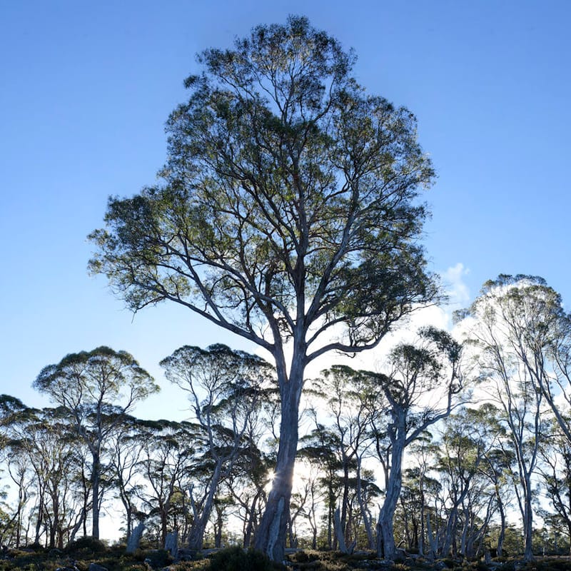 The carbon equation: where your offset dollar really goes post image